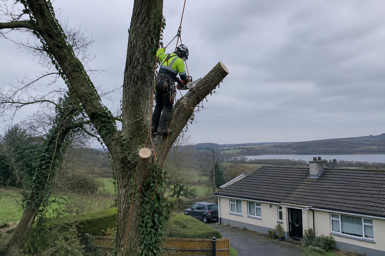 Tree Work